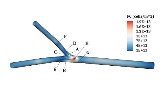 Arterial Plaque Growth